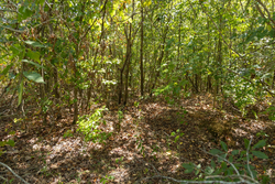 property photo for Big White Oak Tract 57, 12.25 acres for sale in Perry County, Tennessee