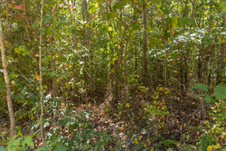 property photo for Big White Oak Tract 57, 12.25 acres for sale in Perry County, Tennessee