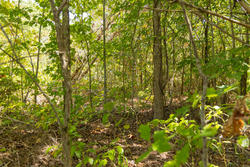 property photo for Big White Oak Tract 57, 12.25 acres for sale in Perry County, Tennessee