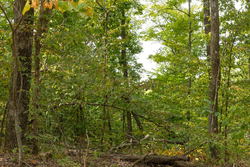 property photo for Big White Oak Tract 62, 9.28 acres for sale in Perry County, Tennessee