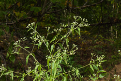 property photo for Big White Oak Tract 62, 9.28 acres for sale in Perry County, Tennessee