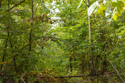 property photo for Big White Oak Tract 62, 9.28 acres for sale in Perry County, Tennessee