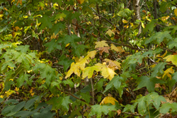 property photo for Big White Oak Tract 62, 9.28 acres for sale in Perry County, Tennessee