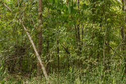 property photo for Big White Oak Tract 63, 14.52 acres for sale in Perry County, Tennessee