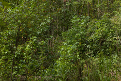 property photo for Big White Oak Tract 63, 14.52 acres for sale in Perry County, Tennessee