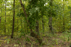property photo for Big White Oak Tract 65, 7.15 acres for sale in Perry County, Tennessee