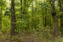 property photo for Big White Oak Tract 65, 7.15 acres for sale in Perry County, Tennessee