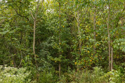 property photo for Big White Oak Tract 65, 7.15 acres for sale in Perry County, Tennessee