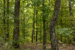 property photo for Big White Oak Tract 65, 7.15 acres for sale in Perry County, Tennessee