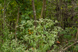 property photo for Big White Oak Tract 65, 7.15 acres for sale in Perry County, Tennessee