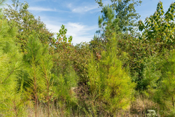 property photo for Big White Oak Tract 67, 8.71 acres for sale in Perry County, Tennessee