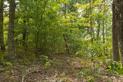 property photo for Big White Oak Tract 67, 8.71 acres for sale in Perry County, Tennessee