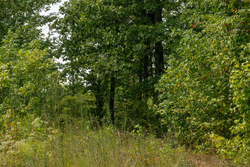 property photo for Big White Oak Tract 67, 8.71 acres for sale in Perry County, Tennessee