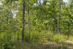 property photo for Big White Oak Tract 69, 9.91 acres for sale in Perry County, Tennessee