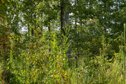 property photo for Big White Oak Tract 69, 9.91 acres for sale in Perry County, Tennessee
