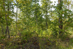 property photo for Big White Oak Tract 69, 9.91 acres for sale in Perry County, Tennessee