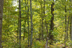property photo for Big White Oak Tract 71, 8.41 acres for sale in Perry County, Tennessee