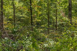 property photo for Big White Oak Tract 71, 8.41 acres for sale in Perry County, Tennessee