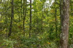 property photo for Big White Oak Tract 71, 8.41 acres for sale in Perry County, Tennessee