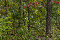 property photo for Big White Oak Tract 72, 8.17 acres for sale in Perry County, Tennessee