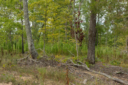 property photo for Big White Oak Tract 72, 8.17 acres for sale in Perry County, Tennessee