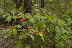 property photo for Big White Oak Tract 72, 8.17 acres for sale in Perry County, Tennessee
