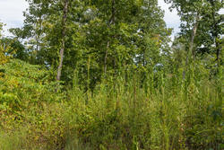 property photo for Big White Oak Tract 74, 9.94 acres for sale in Perry County, Tennessee