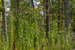 property photo for Big White Oak Tract 74, 9.94 acres for sale in Perry County, Tennessee