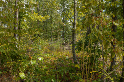 property photo for Big White Oak Tract 74, 9.94 acres for sale in Perry County, Tennessee