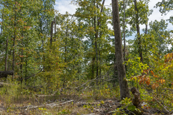property photo for Big White Oak Tract 74, 9.94 acres for sale in Perry County, Tennessee