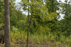 property photo for Big White Oak Tract 74, 9.94 acres for sale in Perry County, Tennessee