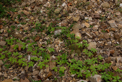 property photo for Big White Oak Tract 74, 9.94 acres for sale in Perry County, Tennessee