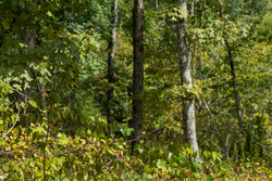property photo for Big White Oak Tract 75, 9.26 acres for sale in Perry County, Tennessee