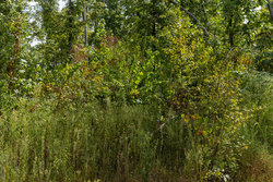 property photo for Big White Oak Tract 75, 9.26 acres for sale in Perry County, Tennessee