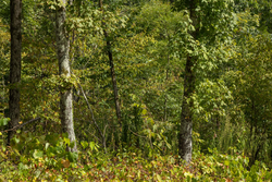 property photo for Big White Oak Tract 75, 9.26 acres for sale in Perry County, Tennessee