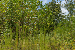 property photo for Big White Oak Tract 76, 5.39 acres for sale in Perry County, Tennessee