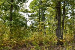 property photo for Big White Oak Tract 76, 5.39 acres for sale in Perry County, Tennessee