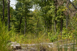 property photo for Big White Oak Tract 76, 5.39 acres for sale in Perry County, Tennessee