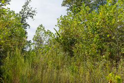 property photo for Big White Oak Tract 76, 5.39 acres for sale in Perry County, Tennessee