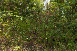 property photo for Big White Oak Tract 78, 5.16 acres for sale in Perry County, Tennessee