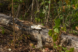 property photo for Big White Oak Tract 78, 5.16 acres for sale in Perry County, Tennessee