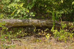 property photo for Big White Oak Tract 78, 5.16 acres for sale in Perry County, Tennessee