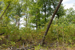 property photo for Big White Oak Tract 78, 5.16 acres for sale in Perry County, Tennessee