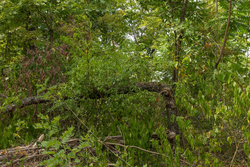property photo for Big White Oak Tract 79, 6.73 acres for sale in Perry County, Tennessee