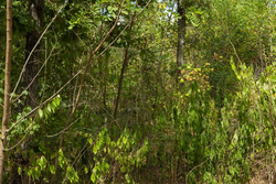 property photo for Big White Oak Tract 79, 6.73 acres for sale in Perry County, Tennessee
