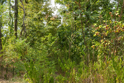 property photo for Big White Oak Tract 79, 6.73 acres for sale in Perry County, Tennessee