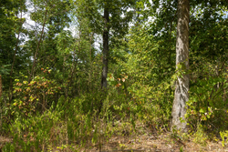 property photo for Big White Oak Tract 79, 6.73 acres for sale in Perry County, Tennessee