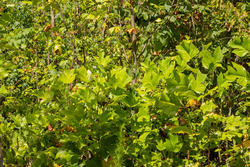 property photo for Big White Oak Tract 79, 6.73 acres for sale in Perry County, Tennessee