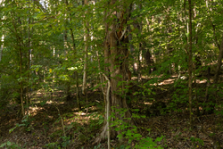 property photo for Big White Oak Tract 81, 14 acres for sale in Perry County, Tennessee
