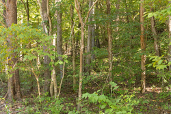 property photo for Big White Oak Tract 81, 14 acres for sale in Perry County, Tennessee